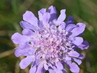 Scabiosa triandra 12, Saxifraga-Sonja Bouwman  991. Southern scabious - Scabiosa triandra - Caprifoliaceae familie (zw) 't Harde