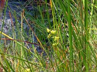 Scheuchzeria palustris 58, Veenbloembies, Saxifraga-Hans Grotenhuis