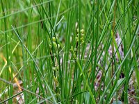 Scheuchzeria palustris 59, Veenbloembies, Saxifraga-Hans Grotenhuis