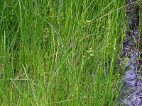 Scheuchzeria palustris 60, Veenbloembies, Saxifraga-Hans Grotenhuis