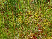 Scheuchzeria palustris 63, Veenbloembies, Saxifraga-Hans Grotenhuis