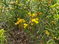 Schizogyne sericea 15, Saxifraga-Hans Grotenhuis