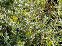 Schizogyne sericea 17, Saxifraga-Hans Grotenhuis