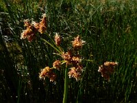 Schoenoplectus lacustris 10, Mattenbies, Saxifraga-Ed Stikvoort