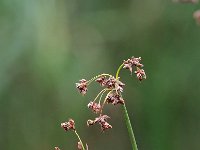 Schoenoplectus lacustris 4, Mattenbies, Saxifraga-Hans Dekker