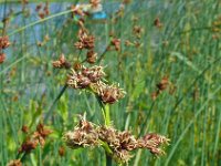 Schoenoplectus tabernaemontani 11, Ruwe bies, Saxifraga-Hans Grotenhuis