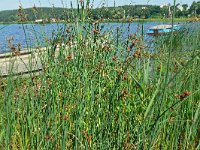 Schoenoplectus tabernaemontani 12, Ruwe bies, Saxifraga-Hans Grotenhuis