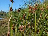 Schoenoplectus triqueter