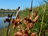 Schoenoplectus triqueter 2, Driekantige bies, Saxifraga-Ed Stikvoort