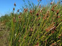 Schoenoplectus triqueter 3, Driekantige bies, Saxifraga-Ed Stikvoort