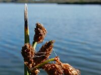 Schoenoplectus triqueter 4, Driekantige bies, Saxifraga-Ed Stikvoort