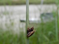Schoenoplectus triqueter 5, Driekantige bies, Saxifraga-Rutger Barendse