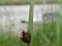 Schoenoplectus triqueter 6, Driekantige bies, Saxifraga-Rutger Barendse