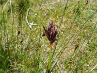 Schoenus nigricans 57, Knopbies, Saxifraga-Hans Grotenhuis