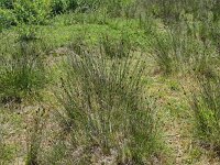 Schoenus nigricans 58, Knopbies, Saxifraga-Hans Grotenhuis