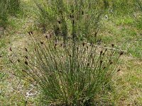 Schoenus nigricans 59, Knopbies, Saxifraga-Hans Grotenhuis