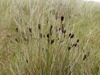 Schoenus nigricans 60, Knopbies, Saxifraga-Ed Stikvoort