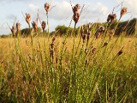 Schoenus nigricans 64, Knopbies, Saxifraga-Ed Stikvoort
