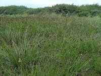 Schoenus nigricans 67, Knopbies, Saxifraga-Ed Stikvoort