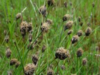 Schoenus nigricans 68, Knopbies, Saxifraga-Ed Stikvoort