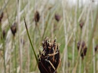 Schoenus nigricans 69, Knopbies, Saxifraga-Ed Stikvoort