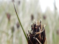 Schoenus nigricans 70, Knopbies, Saxifraga-Ed Stikvoort