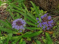 Scilla peruviana 37, Saxifraga-Hans Grotenhuis