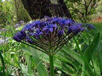 Scilla peruviana 39, Saxifraga-Hans Grotenhuis
