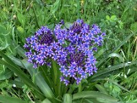 Scilla peruviana 41, Saxifraga-Kees Marijnissen