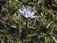 Scilla verna