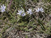 Scilla verna 3, Saxifraga-Willem van Kruijsbergen