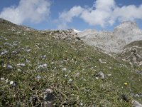 Scilla verna 5, Saxifraga-Willem van Kruijsbergen