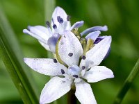 Scilla verna 6, Saxifraga-Sonja Bouwman  Spring squill - Scilla verna - Asparagaceae familie