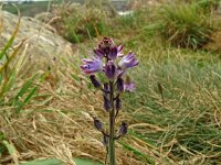 Scilla verna 8, Saxifraga-Hans Grotenhuis
