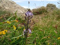 Scilla verna 9, Saxifraga-Hans Grotenhuis
