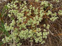 Scleranthus perennis 16, Overblijvende hardbloem, Saxifraga-Hans Grotenhuis