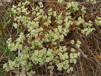Scleranthus perennis 2, Overblijvende hardbloem, Saxifraga-Hans Grotenhuis