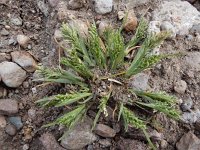 Sclerochloa dura 2, Sclerochloa, Saxifraga-Ed Stikvoort