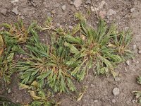 Sclerochloa dura 4, Sclerochloa, Saxifraga-Ed Stikvoort