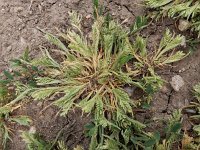 Sclerochloa dura 5, Sclerochloa, Saxifraga-Ed Stikvoort