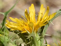 Scolymus hispanicus 11, Saxifraga-Sonja Bouwman  Z31. Spaanse gouddistel, common golden thistle - Scolymus hispanicus - Asteraceae familie