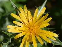 Scolymus hispanicus 13, Saxifraga-Sonja Bouwman  Spaanse gouddistel, common golden thistle - Scolymus hispanicus - Asteraceae familie; Dubrovnik (Kr)