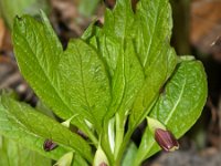 Scopolia carniolica ssp carniolica 2, Klokbilzekruid, Saxifraga-Branko Bakan