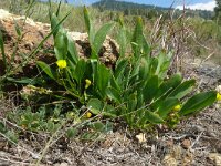 Scorpiurus muricatus 13, Saxifraga-Hans Grotenhuis