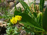 Scorpiurus muricatus 14, Saxifraga-Hans Grotenhuis