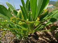 Scorpiurus muricatus 15, Saxifraga-Hans Grotenhuis