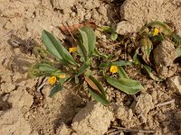 Scorpiurus muricatus 5, Saxifraga-Ed Stikvoort