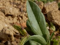 Scorpiurus muricatus 8, Saxifraga-Ed Stikvoort