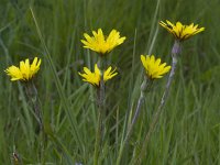 Scorzonera hispanica 10, Grote schorseneer, Saxifraga-Jan Nijendijk