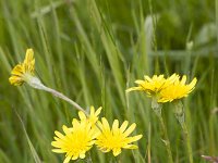 Scorzonera hispanica 12, Grote schorseneer, Saxifraga-Jan Nijendijk